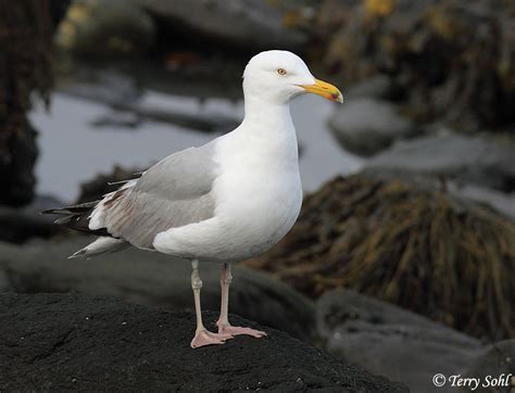 Herring Gull (Larus argentatus) Photos - Photographs - Pictures