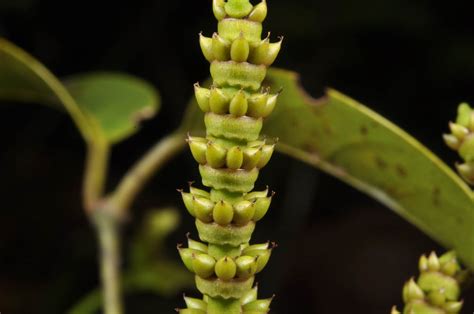 Gnetum latifolium (Gnetaceae) image 103417 at PhytoImages.siu.edu