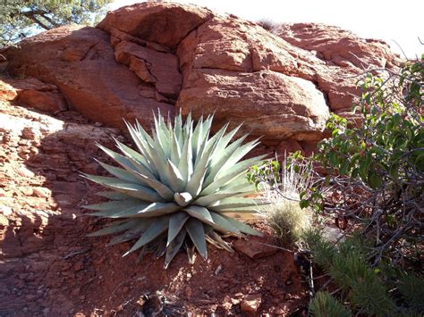 Agave parryi v. couesii (Coues Agave) - Mountain States Wholesale Nursery