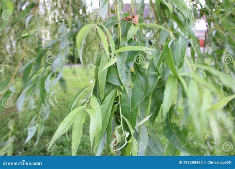 Up Close Picture of Leaves from a Weeping Willow Tree Also Known As ...