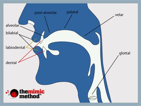 place-of-articulation-mouth-diagram | Human mouth, Speech and language, English sounds