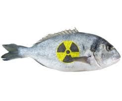 Radioactive fish caught near Fukushima have five times the permitted radiation levels of highly ...