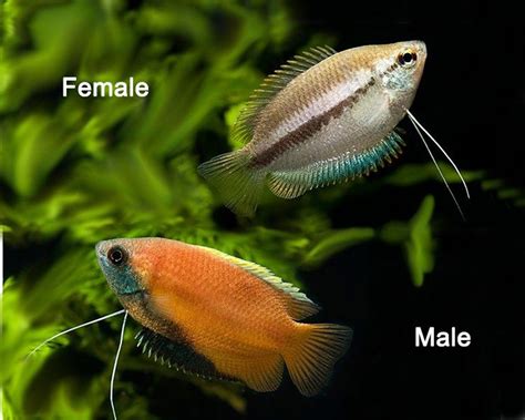 15 Amazing Honey Gourami Tank Mates - The Aquarium Keeper