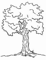 Elm Tree Page Coloring Pages sketch template