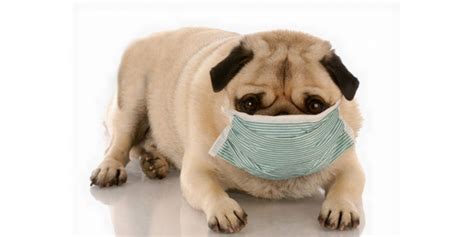 Is Your Dog Suffering From A Respiratory Infection? | DogExpress