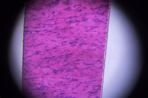 Jaringan Ikat Longgar Dalam Mikroskop Ilustrasi Stok - Unduh Gambar Sekarang - Areolar ...