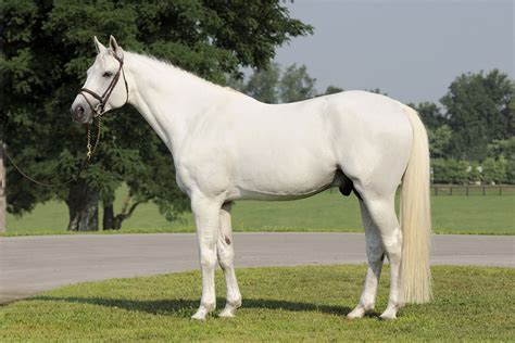 Cavalos Exóticos / Exotic Horses: Sela Belga / Belgian Warmblood