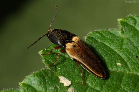 Click Beetles – Family Elateridae - North American Insects & Spiders