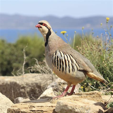 Chukar Partridge | Faynan Heritage