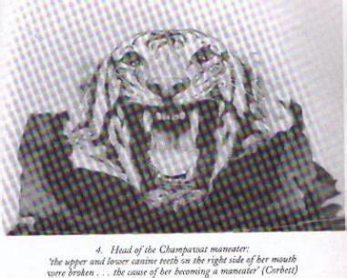 Champawat Tiger - Alchetron, The Free Social Encyclopedia