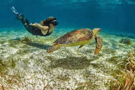 Costa Maya Tour Snorkel & Beach Adventure, Free transportation! Mexico