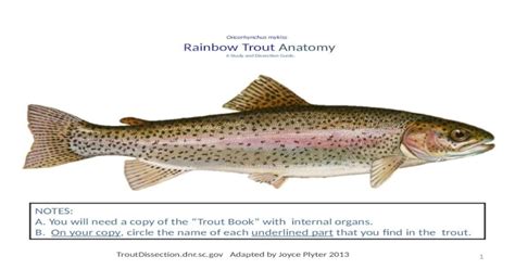 Oncorhynchus mykiss Rainbow Trout Anatomy A Study and Dissection Guide. Adapted by Joyce Plyter ...