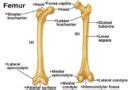 Linea Aspera of Femur - Location, Anatomy, Function, Types