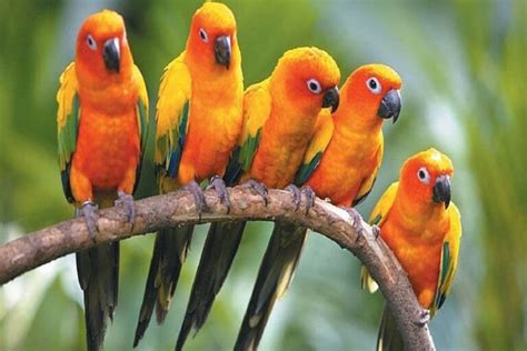 Top 10 Cute Small Parrots - Depth World - Top 10 Cute Small Parrots