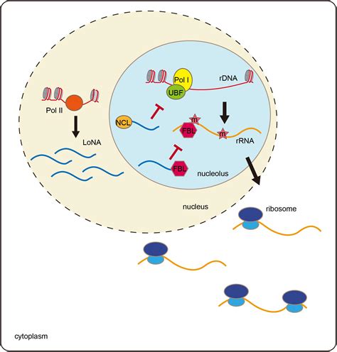 Frontiers | The Functions of Non-coding RNAs in rRNA Regulation