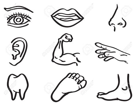 Body Parts Coloring Pages at GetColorings.com | Free printable ...