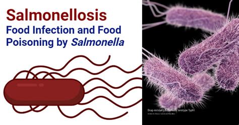 Salmonellosis- Food Infection and Food Poisoning by Salmonella