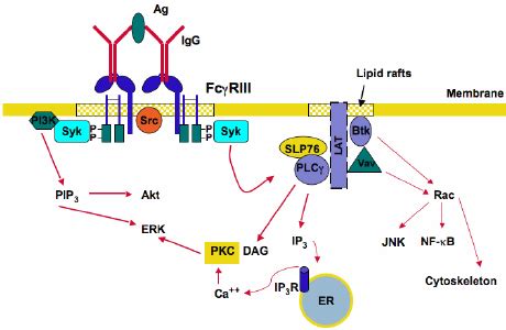 Activating Fc γ receptor signaling. Fc γ R cross-linking by ...