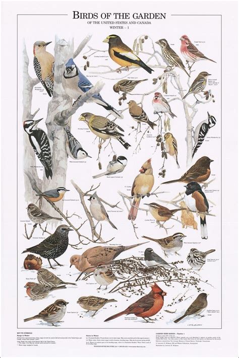 Backyard Bird Identification Chart