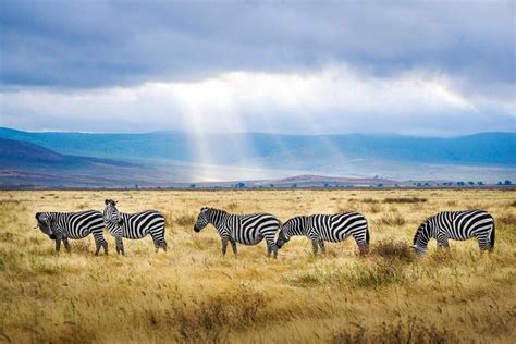 Ngorongoro Conservation Area Images > See Original Photos & Gallery Of ...