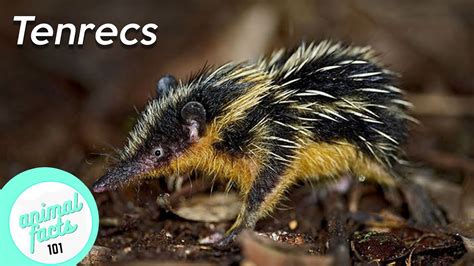 Tenrecs • Lowland Streaked Tenrec • Lesser Hedgehog Tenrec • All You Need To Know - YouTube