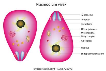 Plasmodium Vivax Labelled Diagram