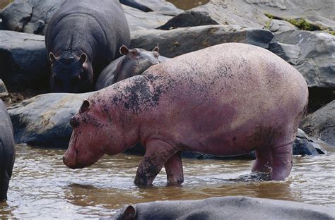 Albino Hippo Photograph by Charles Angelo - Fine Art America