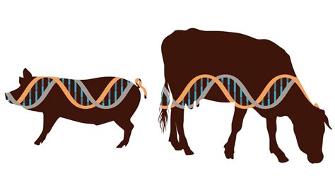 Regulations limiting potential for animal gene editing - Brownfield Ag News