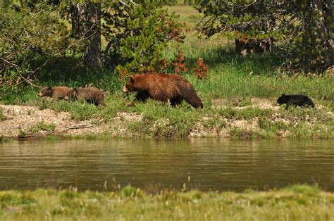 Bears Are Having A Party At Yosemite National Park While It Is Closed