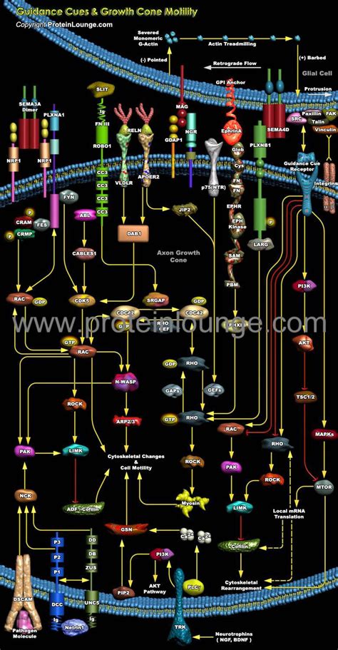 Biological Databases and Tools - Guidance Cues and Growth Cone Motility | Protein Lounge