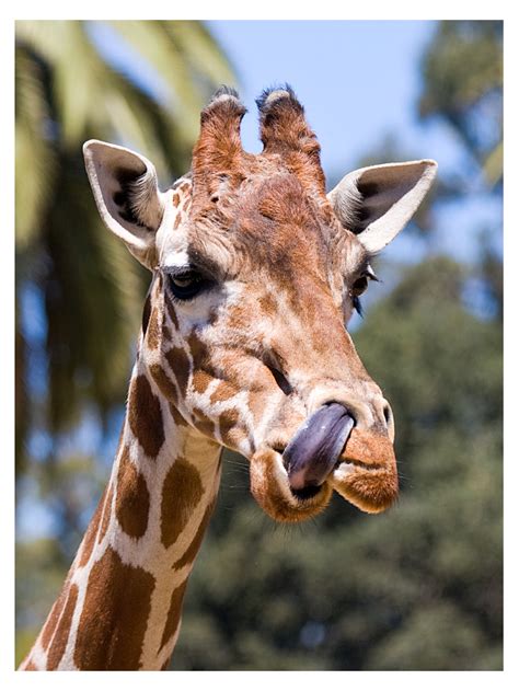 7 Things You've Always Wondered About Giraffes