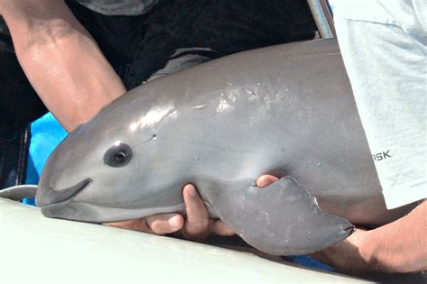 The vaquita nears extinction