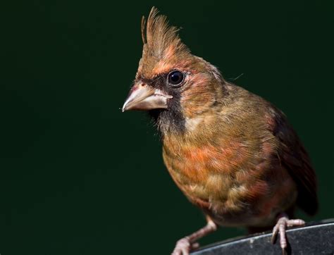 Northern Cardinal | Audubon Field Guide