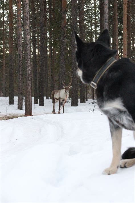 Lapponian herder Räpsy Photo by @virpula1 | Dogs, Types of dogs, Medium sized dogs