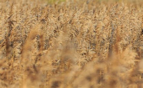 Reed Bed stock photo. Image of reed, autumn, sunrise - 63834848