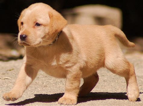 Golden Labrador (Golden Retriever x Lab) Info, Temperament, Puppies, Pictures