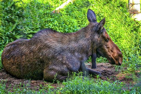 Shubenacadie Wildlife Park Nova Scotia Canada Photograph by Paul James Bannerman - Pixels