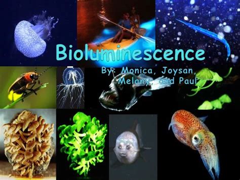 PPT - Bioluminescence PowerPoint Presentation, free download - ID:1597509