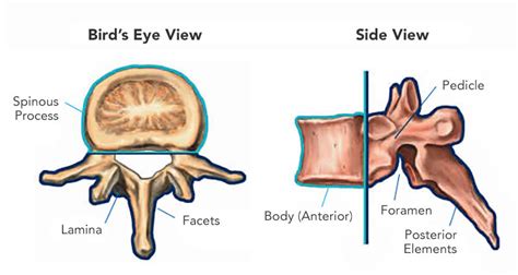 Spinal Anatomy – The American Center for Spine and Neurosurgery — ACSN