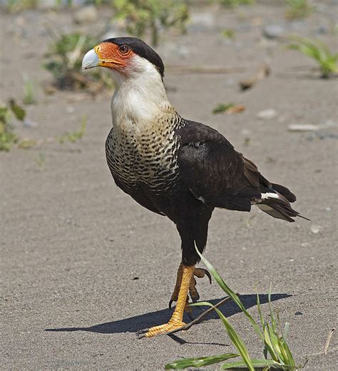 Winged Wednesday: A Great Lakes summer bird guide | Great Lakes Echo