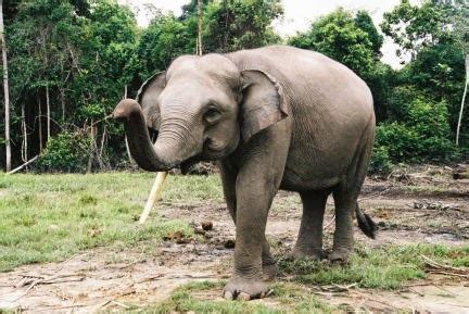 Sumatran Elephant | Endangered Animals Facts, Wildlife Pictures And Videos