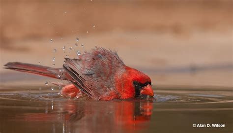 What's The North Carolina State Bird? (All You Need To Know)