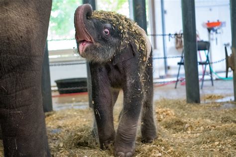 Houston Zoo welcomes new baby elephant named Nelson