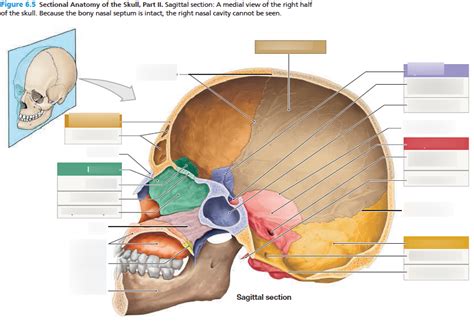 Skull Sagittal Section Diagram | Quizlet