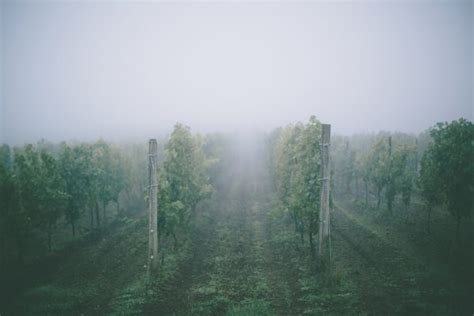 WSU to study Washington wine grapes exposed to wildfires | CAHNRS News ...