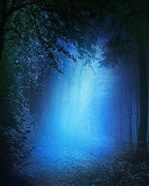 Forest,night,blue,dark,trees - free image from needpix.com