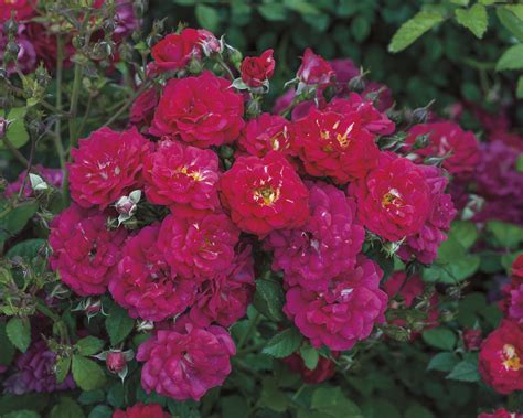 Weeks Roses Introduces Seven New Rose Varieties for Spring 2017 | Newswire