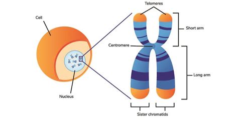 HeLa Cells - The Definitive Guide | Biology Dictionary