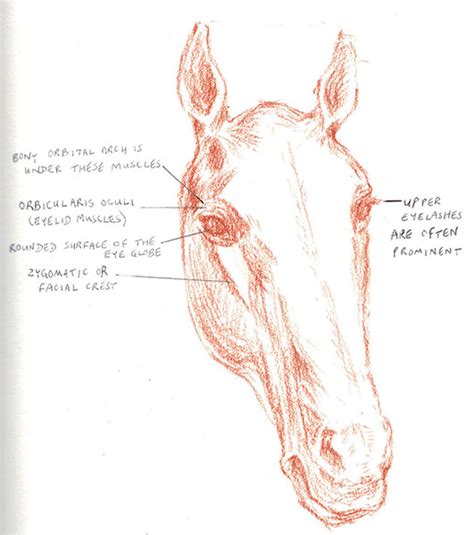 How to draw horse eyes, part 1 | art2art