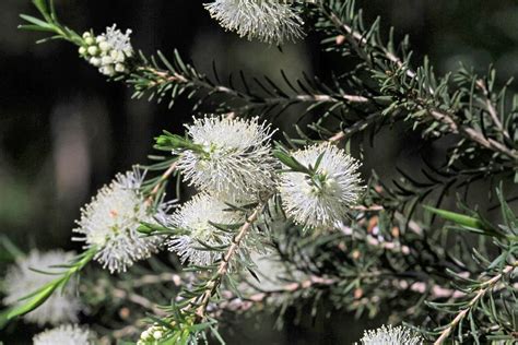 Melaleuca-ericifolia_flowersleaves – Bungalook Native Nursery